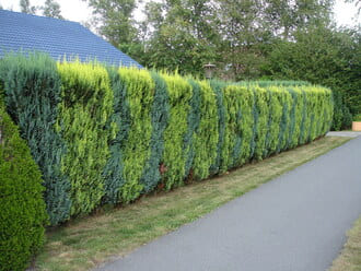 BULK DISCOUNTS ON PLANTS FOR HEDGES AND MASS PLANTINGS