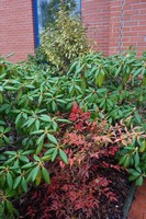 Rododendrony, v zim� �erven� nebesk� bambus, �zkolist� pierisy a hebe ...