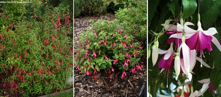 Mrazuvzdorn� fuchsie