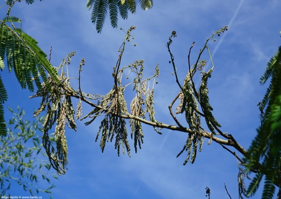 Fusariov� vadnut� na alb�zii