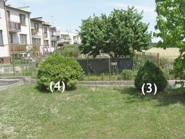 ... a posledn� (4) byla zakrsl� th�je. No, nejsem jejich p��znivec, ale proto�e u� byla opravdu velk� a docela p�kn� rostl�, u�et�il jsem j� :-)