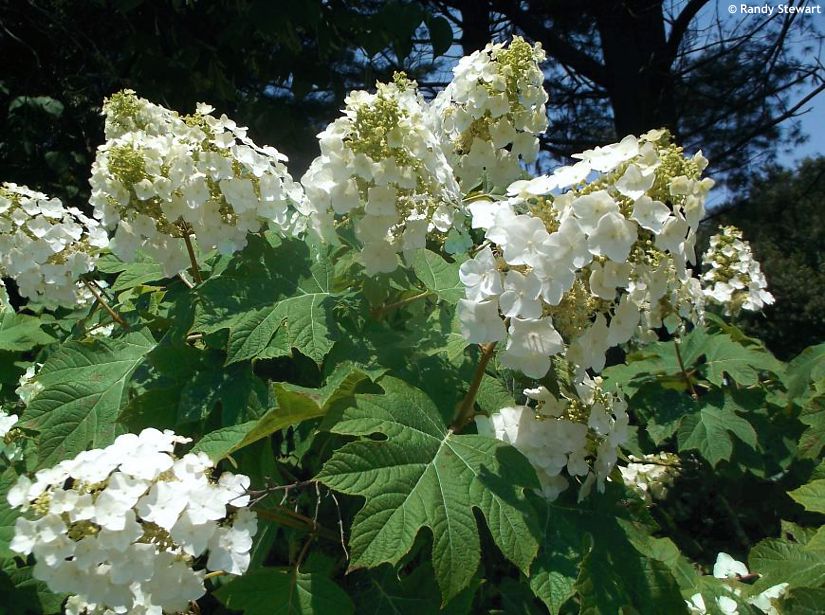 Hortenzie dubolist� - Sikes Dwarf
