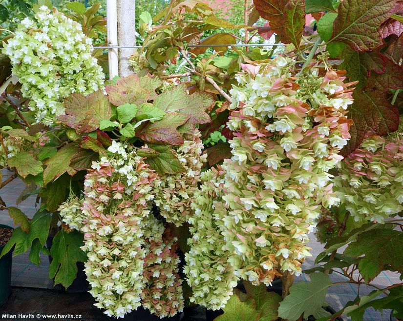 Hortenzie dubolist� - Snowflake