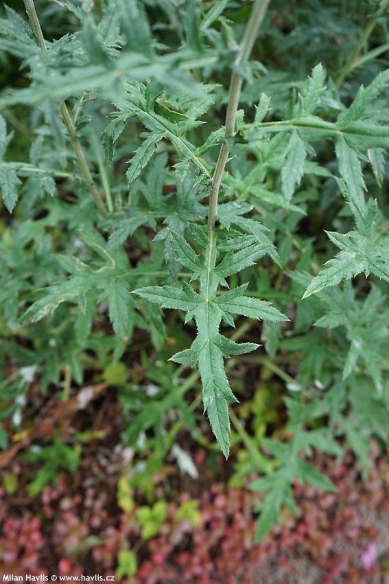 Echinops ritro 2023 12.jpg