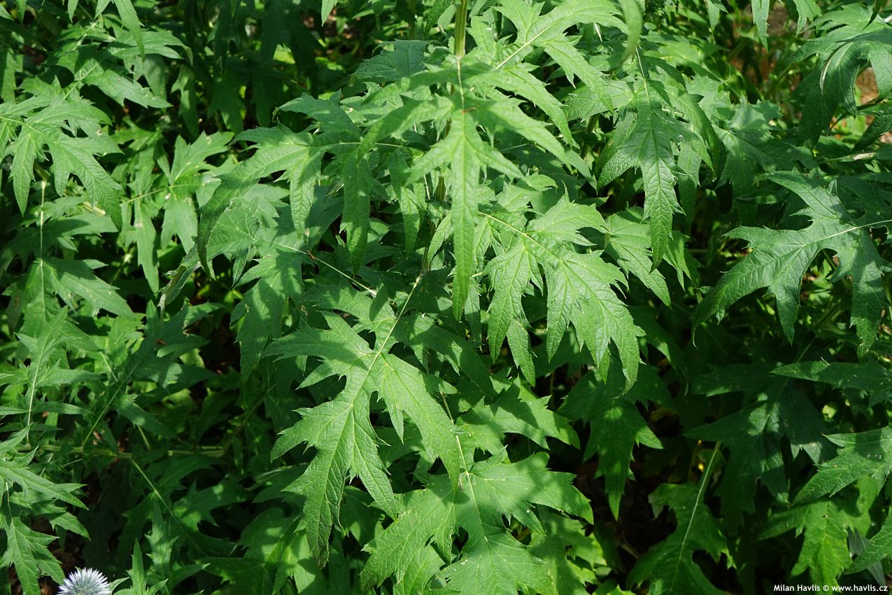 Echinops ritro 2023 4.jpg