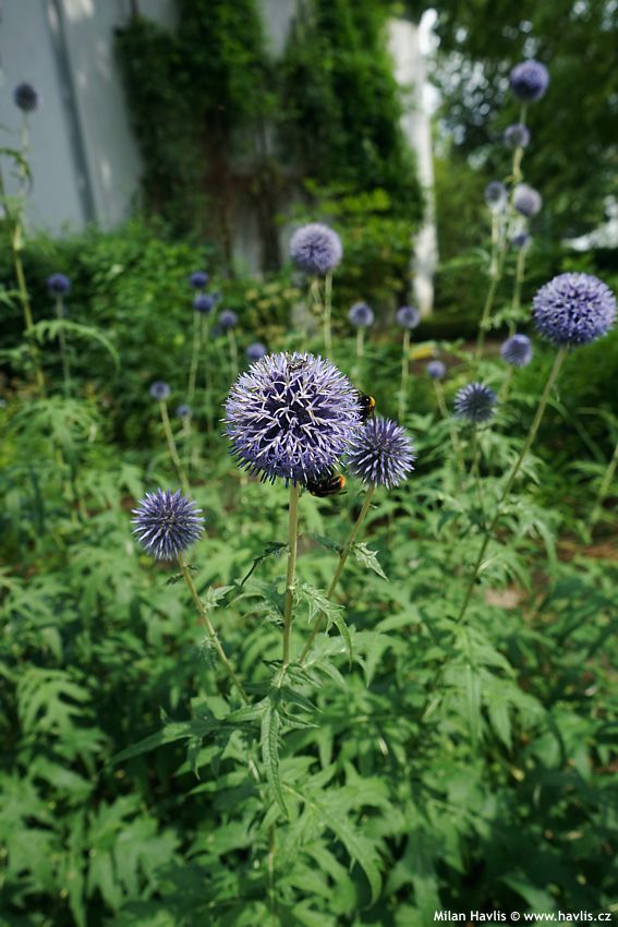 Echinops ritro 2023 5.jpg