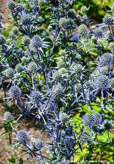Eryngium planum