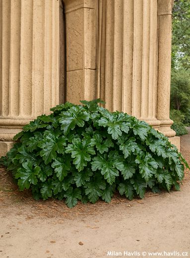 Acanthus mollis 