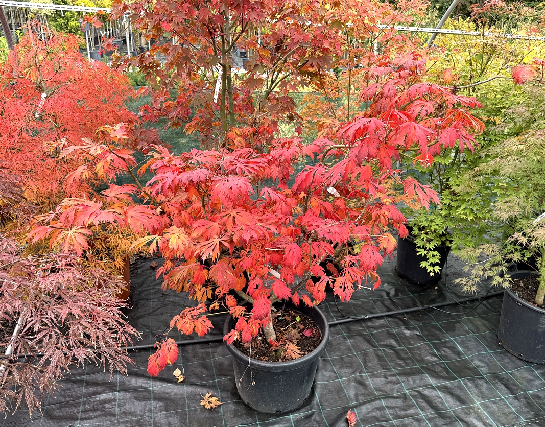 acer japonicum Aconitifolium