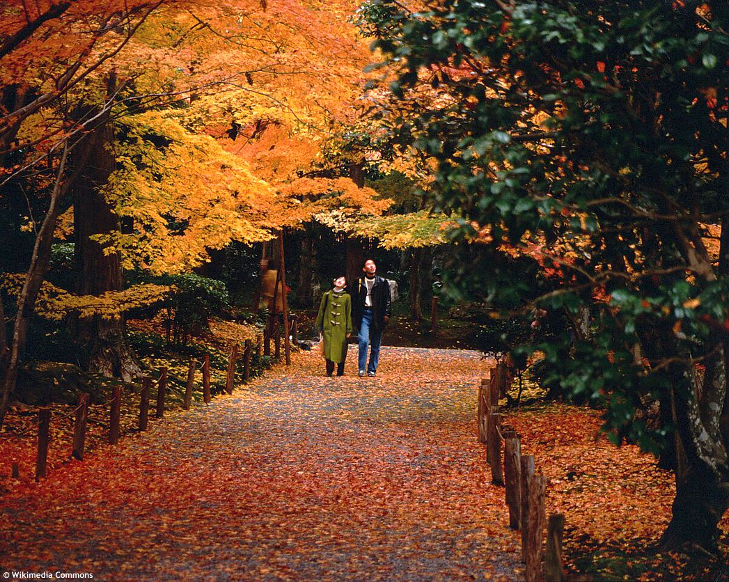 🔥🌿🍁 Ohniv� podzim - japonsk� javory 🔥🌿🍁
