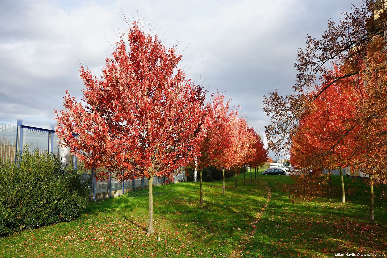 acer rubrum