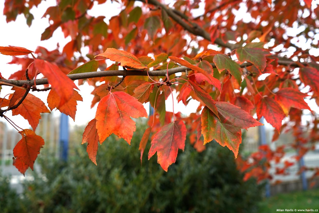 acer rubrum
