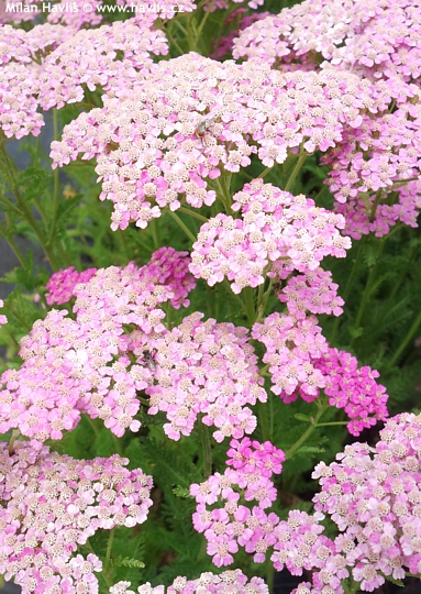 Achillea millefolium (Syn. 'Apfelbl�te') 'APPLEBLOSSOM'