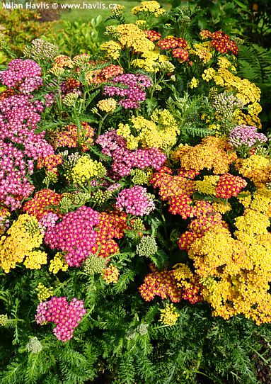Achillea millefolium MILLY ROCK™ MIXMASTERS�