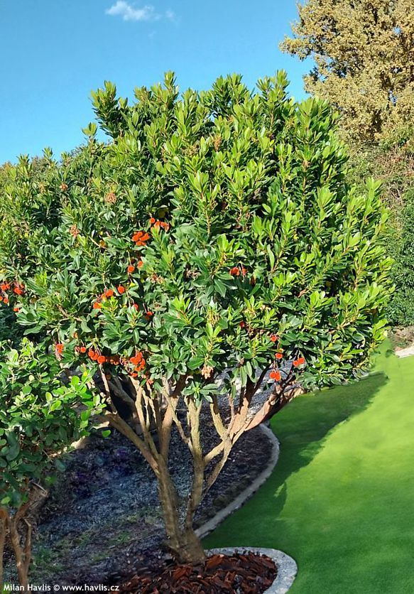 arbutus unedo
