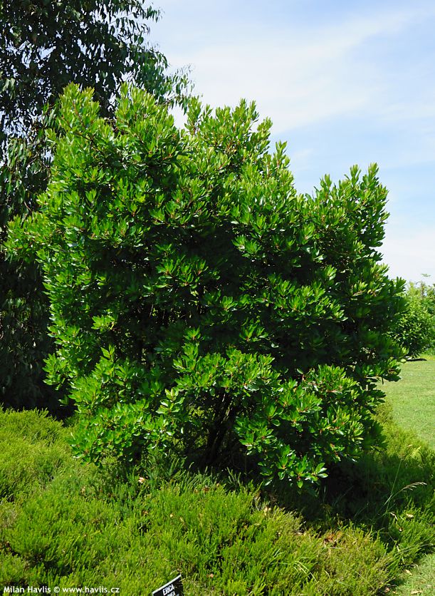 arbutus unedo