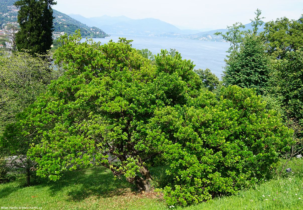 arbutus unedo
