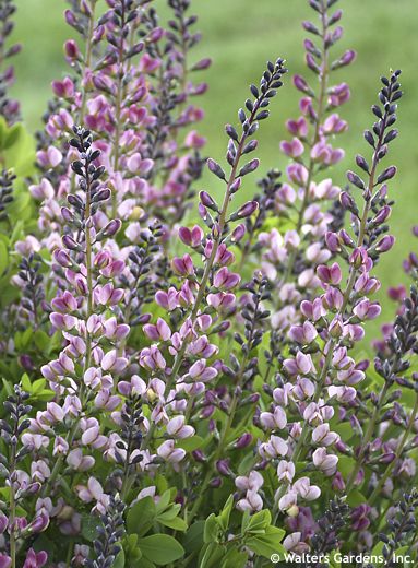 Baptisia 'PINK TRUFFLES'
