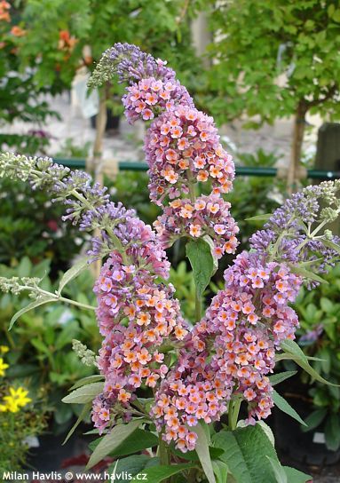 Buddleja x weyeriana 'FLOWER POWER' (syn. 'Bicolor')