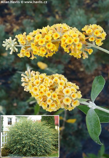 Buddleja x weyeriana 'HONEYCOMB'