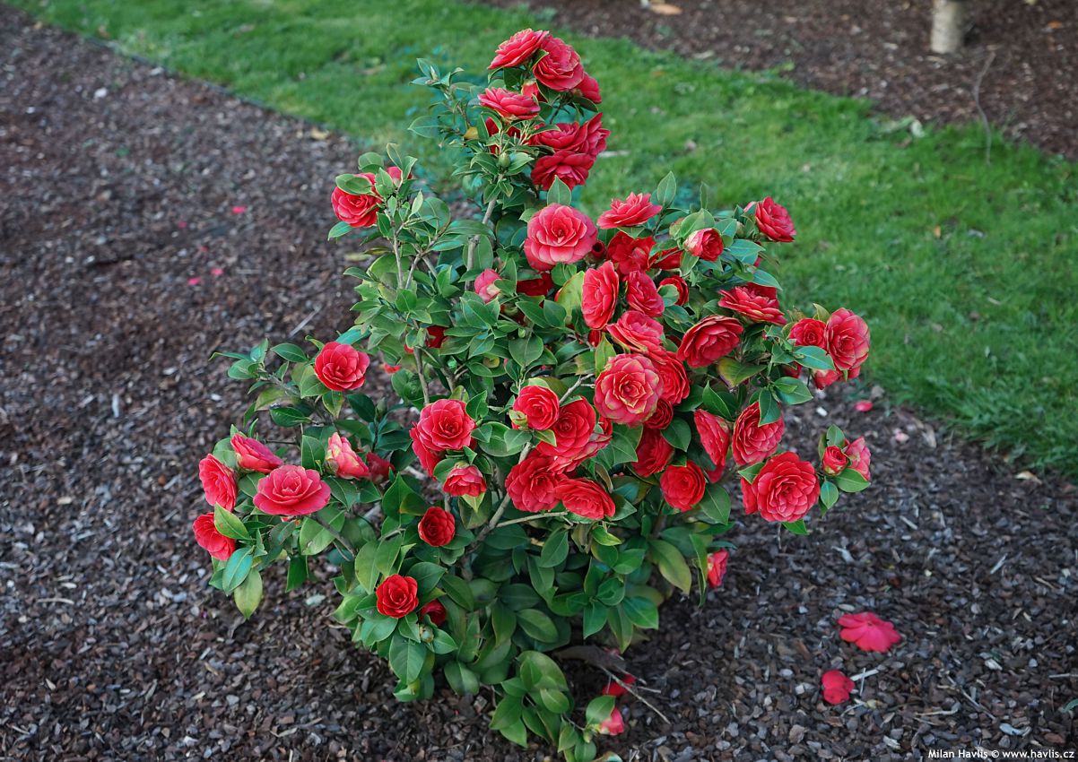camellia japonica Black Lace