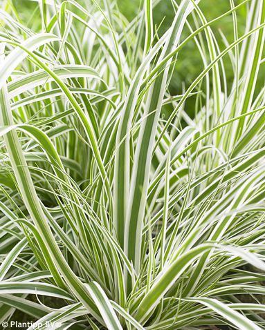 Carex oshimensis EverColor� 'Fiwhite' EVEREST