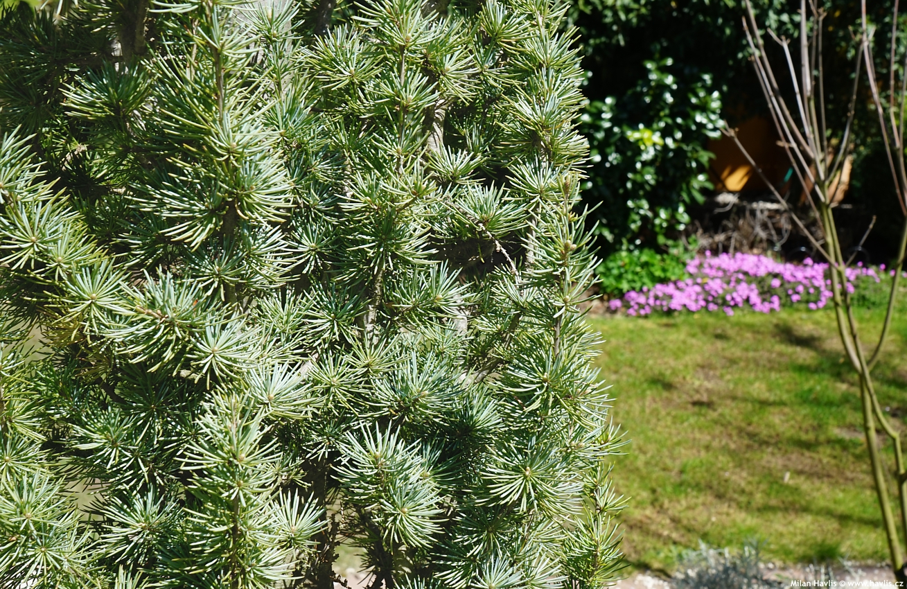 cedrus atlantica Fastigiata Glauca