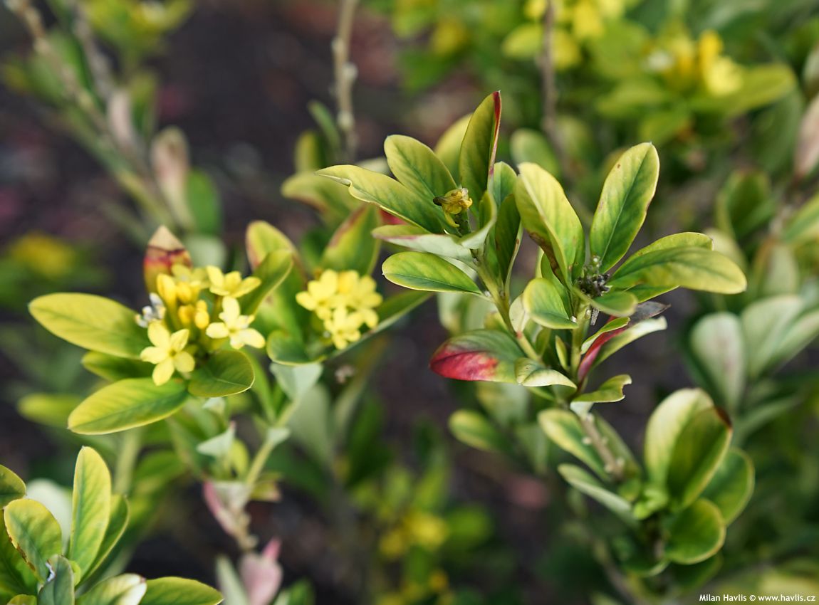 daphne gemmata Royal Crown