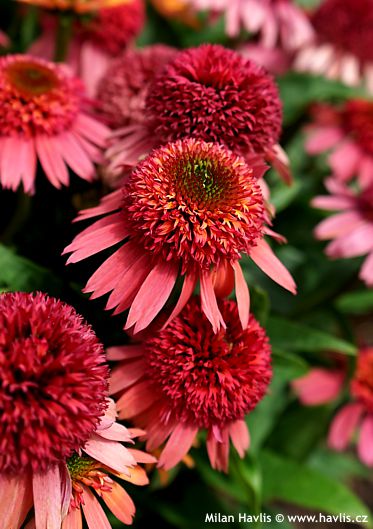 Echinacea �Balscanery� DOUBLE SCOOP� CRANBERRY