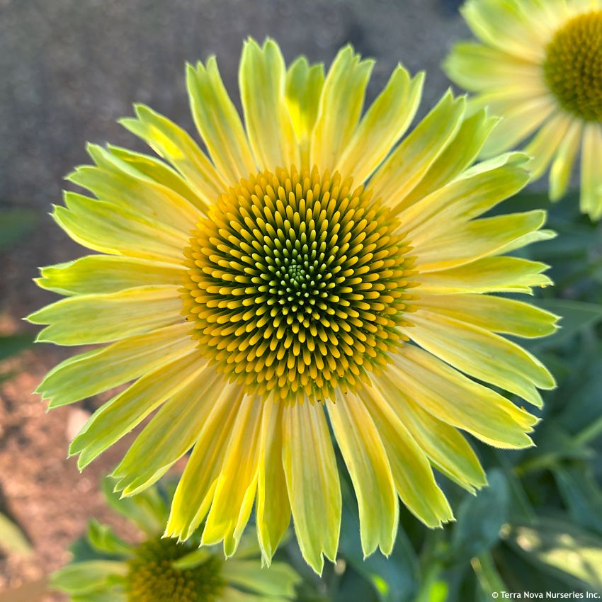 echinacea Princess Citrus TN 2.jpg