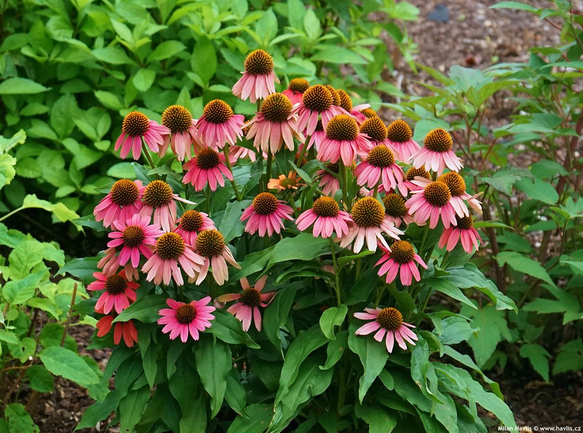 echinacea Sensation Coral 2026 (4).jpg