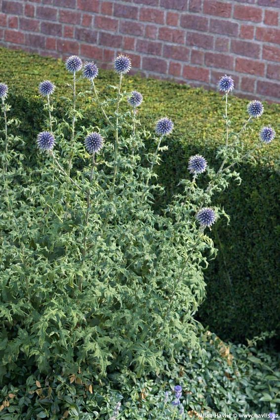 echinops ritro 2025 (4) edit.jpg