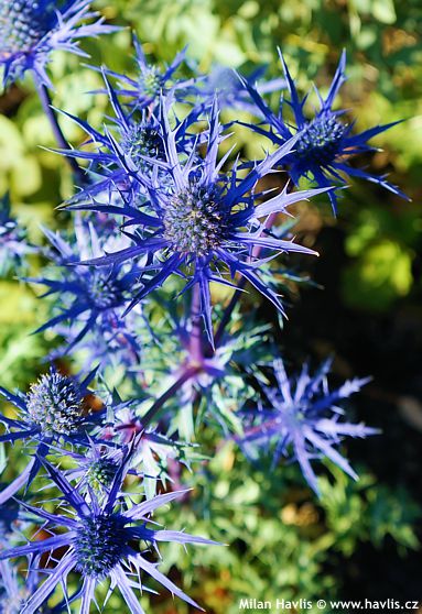 Eryngium 'LAPIS BLUE'