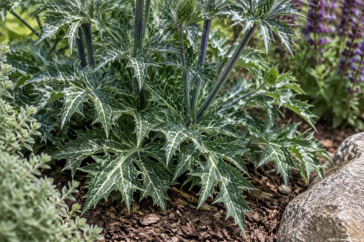 eryngium Lapis Blue 2026 AIGI 4.jpg