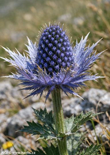 Eryngium alpinum 