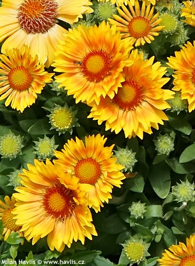 Gaillardia aristata �Dogailspinman� SPINTOP MANGO