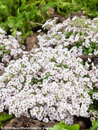 Gypsophila cerastioides