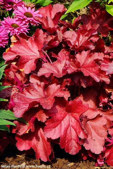 Heuchera 'ROYAL RUBY'