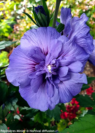 Hibiscus syriacus 'Minsybfcble17' BEAUTIFULL� COBALT