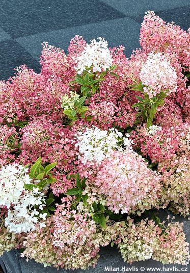 Hydrangea paniculata �LC NO21� GROUNDBREAKER� BLUSH