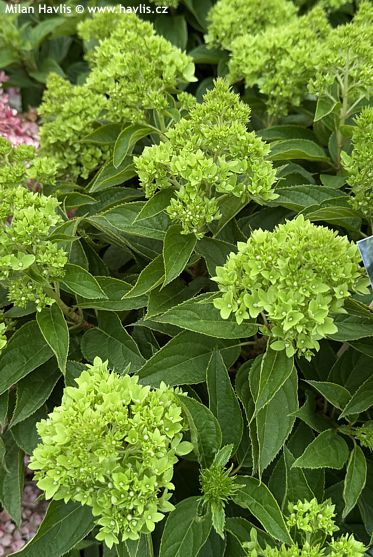 Hydrangea paniculata GROUNDBREAKER� GREENY