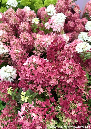 Hydrangea paniculata �LC NO27� GROUNDBREAKER� RUBY