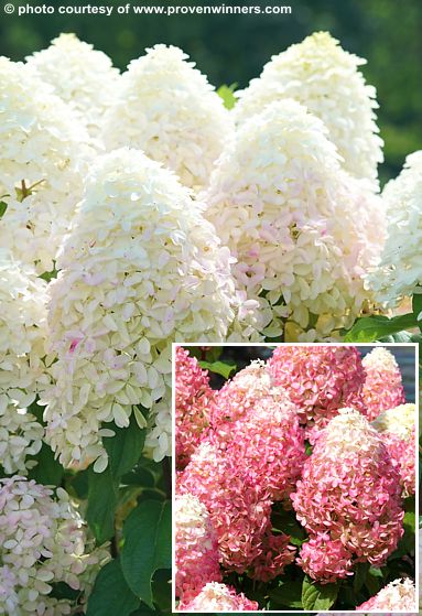 Hydrangea paniculata 'SMNHPM' QUICK FIRE FAB