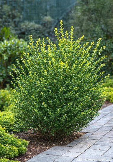 Ilex crenata 'JENNY'