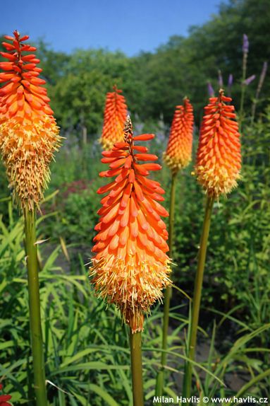 Kniphofia 'ALCAZAR'
