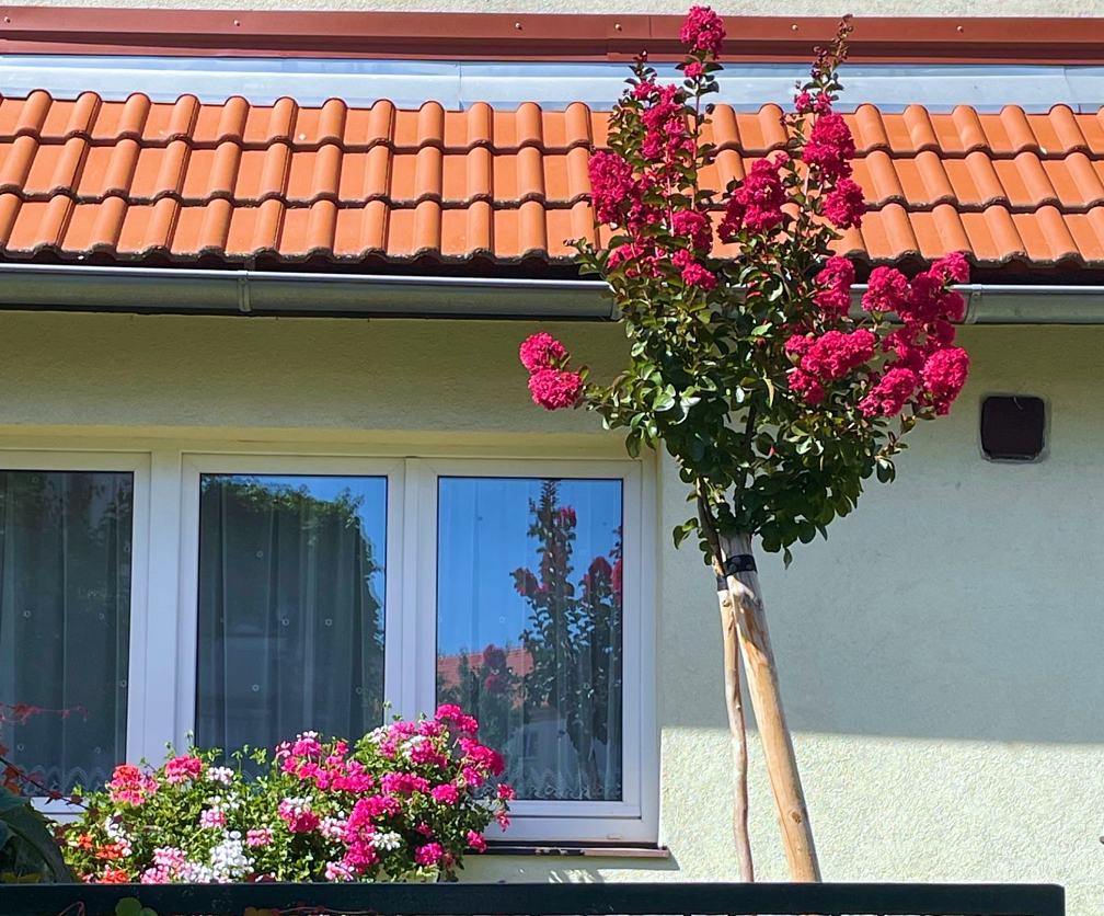 lagerstroemia Dynamite