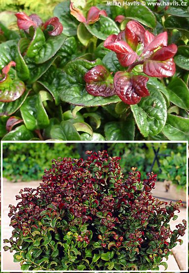 Leucothoe axillaris 'CURLY RED'&amp;amp;reg;