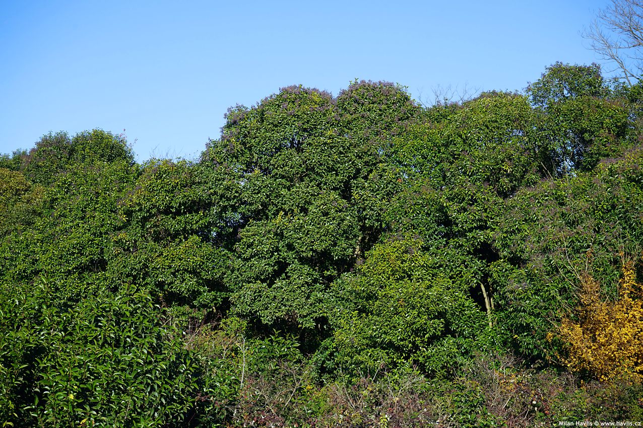 ligustrum lucidum v p��rod�