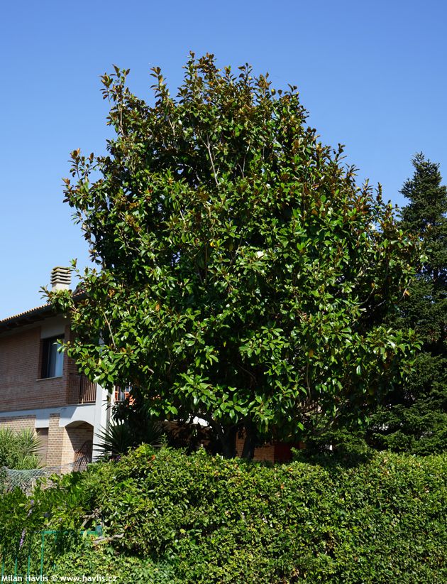 magnolia grandiflora Goliath 1.jpg