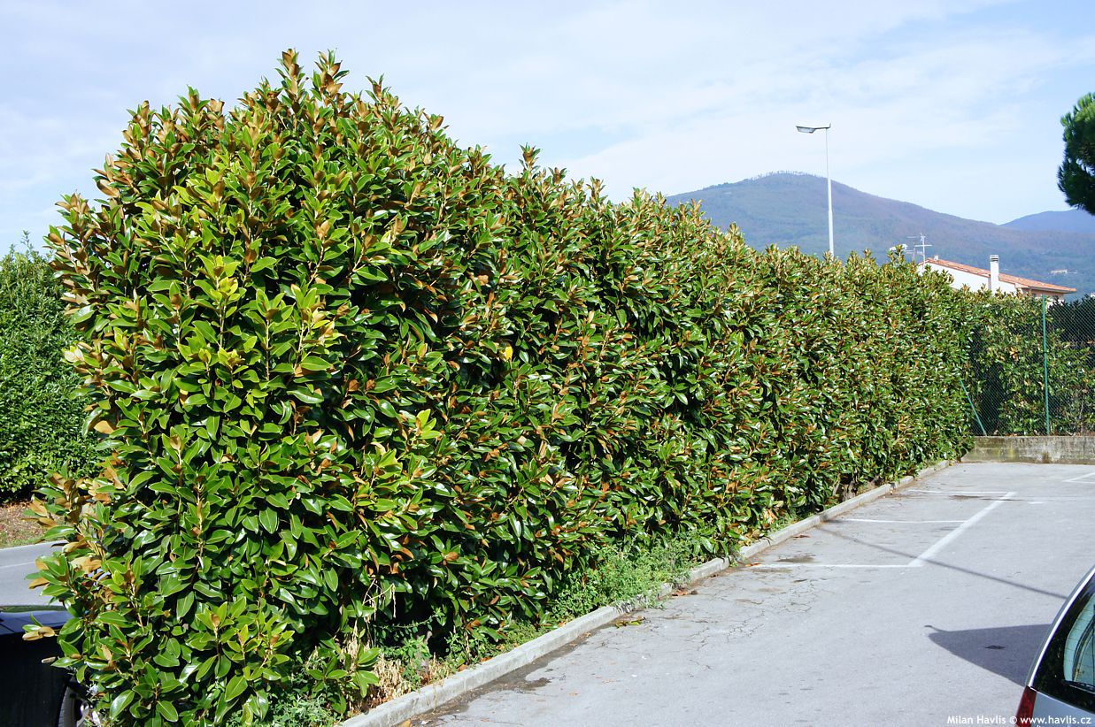 magnolia grandiflora Goliath �iv� plot.jpg